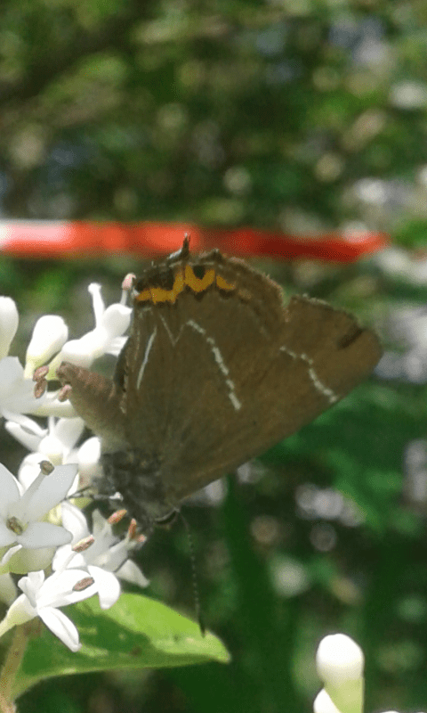 Satyrium w-album (Lycaenidae)?  S